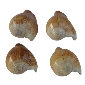 Set of Four Place Setting Holders